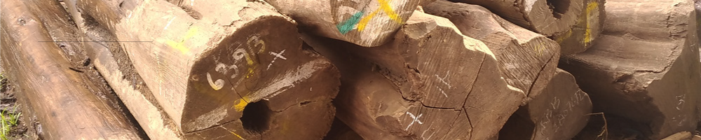UNI・OPC・乱尺　伐採後の木の画像